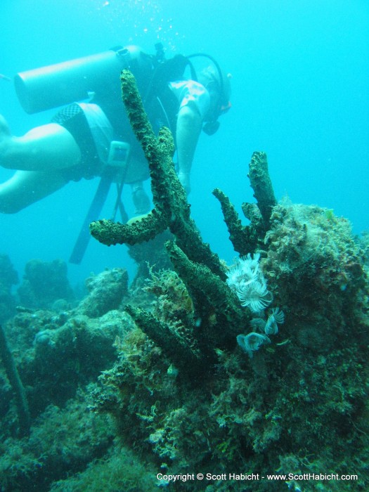 Some of the reefs were pretty cool.