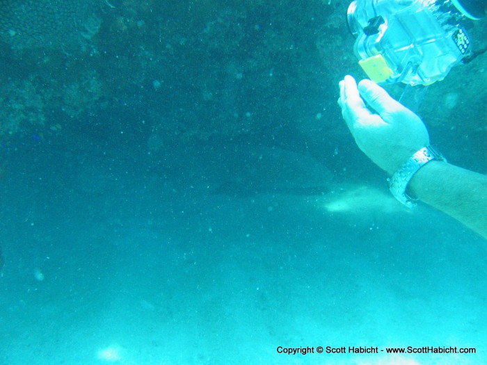 This was a pretty cool 11 foot nurse shark!