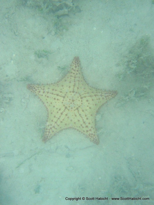 We decided to snorkel after our dive. This was on the shore, maybe 2 feet of water.