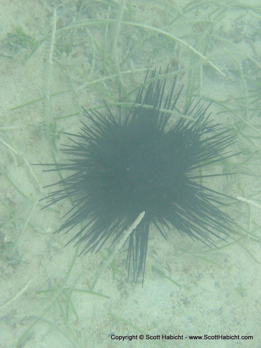 We never really go on the beach in Jamaica. Would hate to step on this sea urchin.