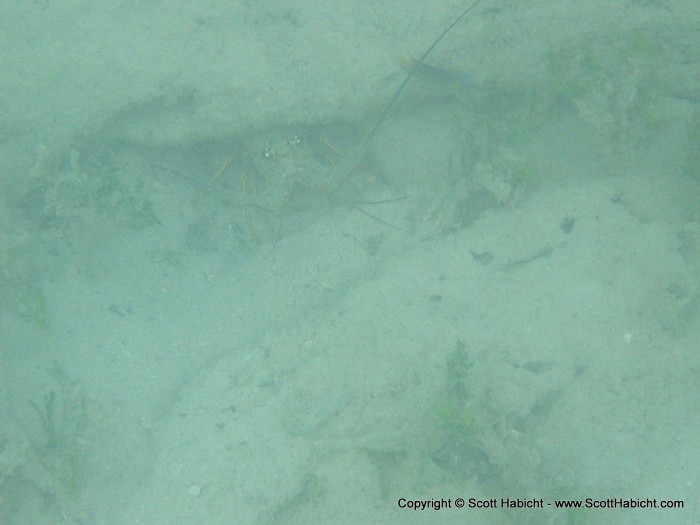 There was a big log nearby and we found these guys hanging out under it.