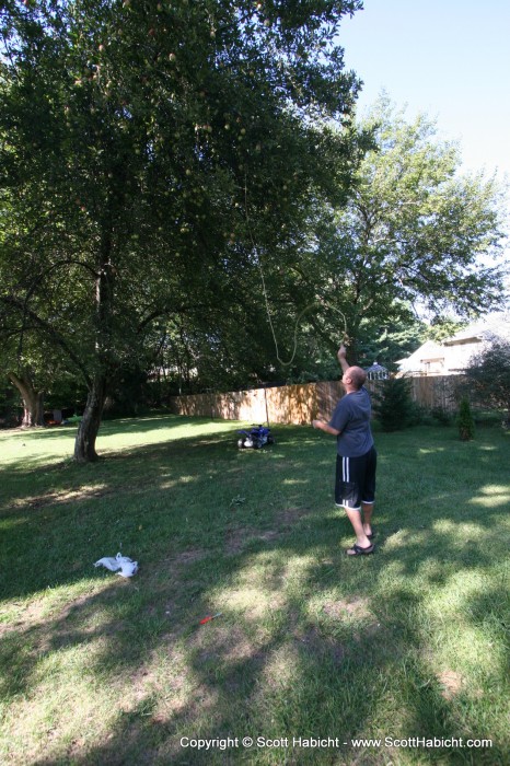 My brother's technique for getting the apples at the top, wrap a rope and a branch and pull repeatedly.