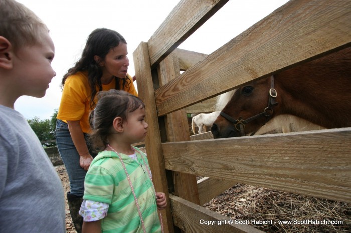 Getting up close with the horses.