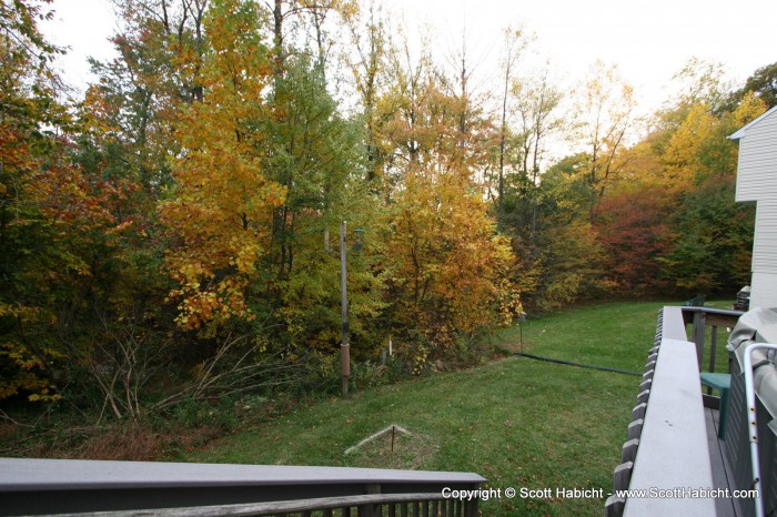 Our back yard always has a groovy fall canvas.