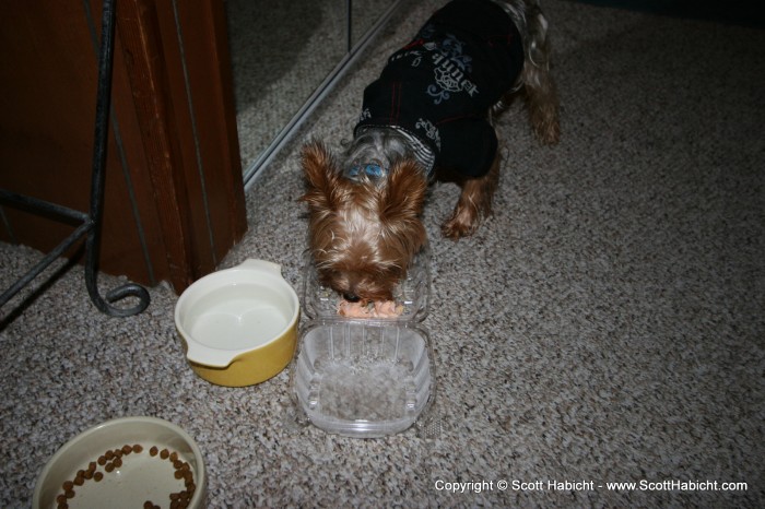 Riley enjoys the doggie bag Kelli brought home one night in OC.