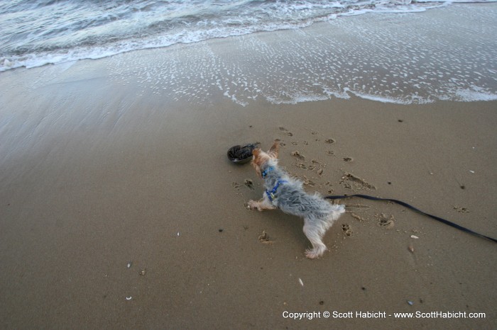 He was perplexed by this horsehoe crab.