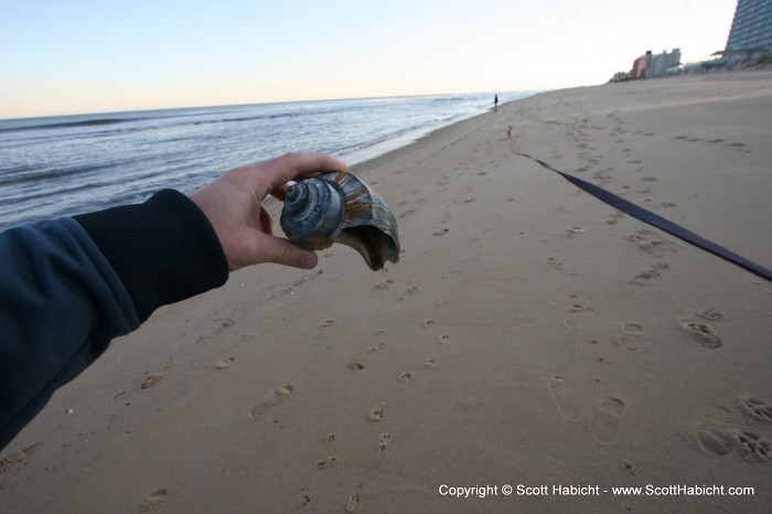 You can find great shells in the winter.