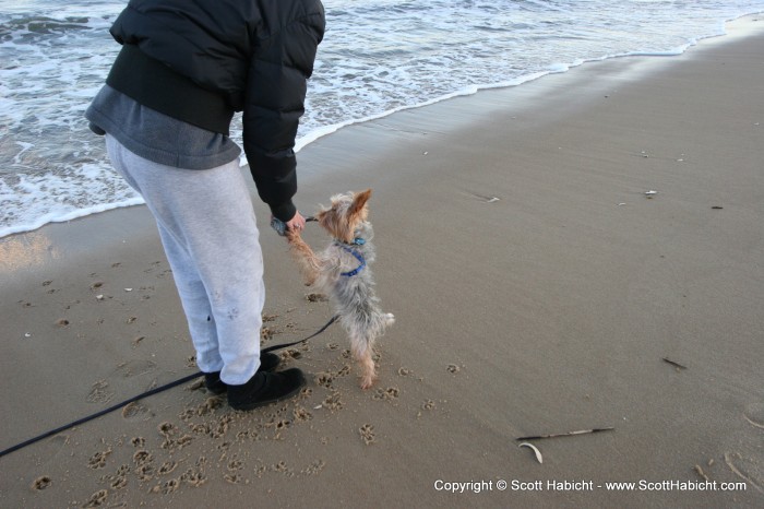 He is definitely a beach dog.