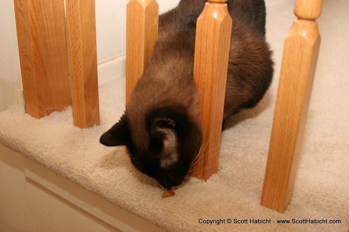 Her cat Simone sniffs at a treat.