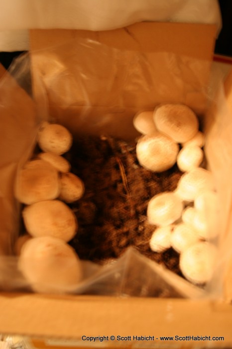 My mother gives Kelli a mushroom growing kit every year for Christmas.