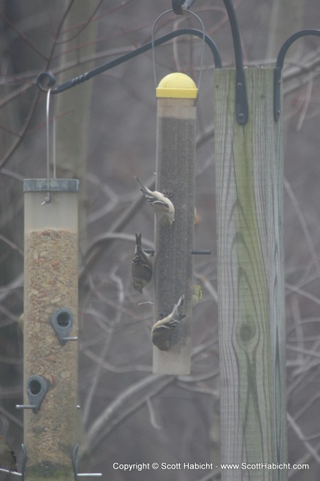 The goldfinches love their thistle feeder. They are the only ones who can use it since they have to hang upside down.