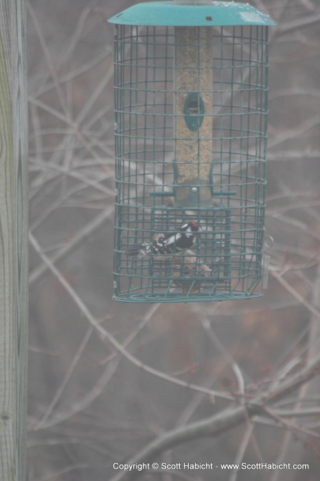 A downy woodpecker at one of our other feeders enjoys some suet.