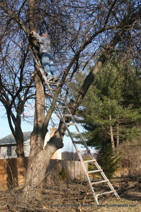 My brother decided to chop down some of his apple tree.