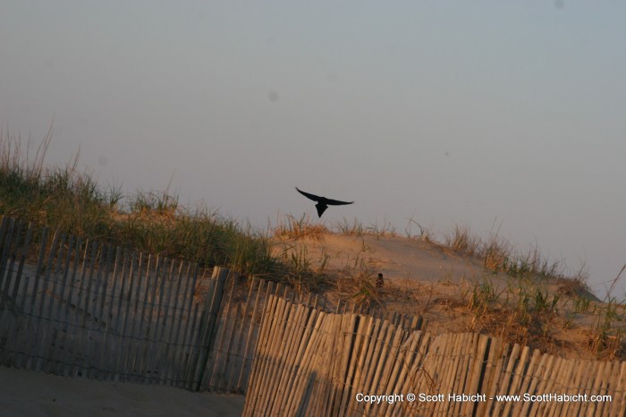 You never know what you are going to find on the beach.