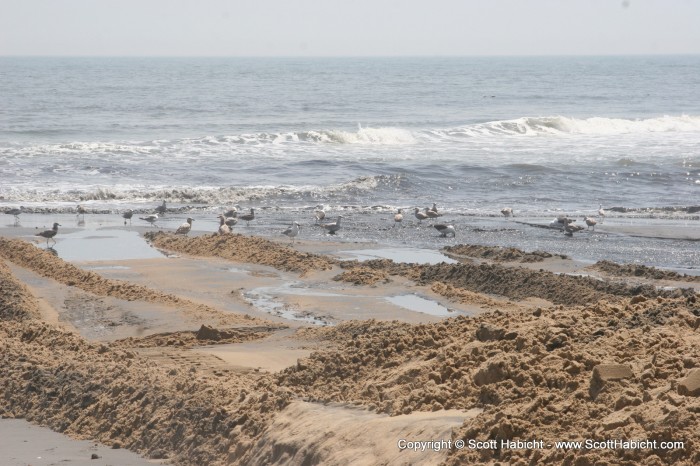 In the process, clams, horse shoe crabs, etc. get chopped up by dredging blades in the bay and spit out over here for the sea gulls to eat.