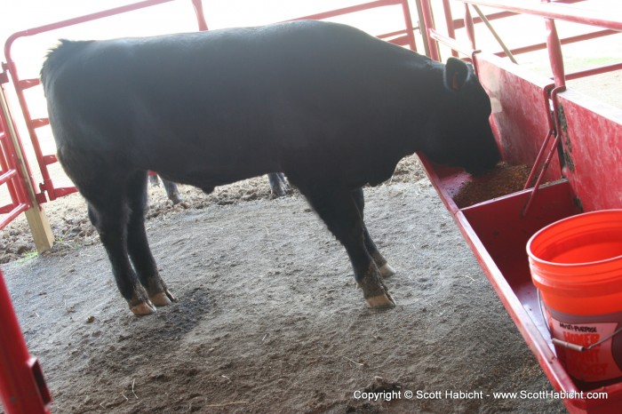 These steer weigh a few ton.