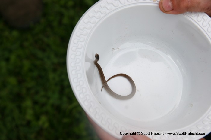 Just a little snake found in the grass.