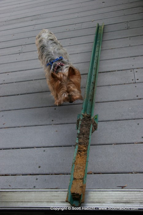 A post I pulled out, and Riley stands by for scale.