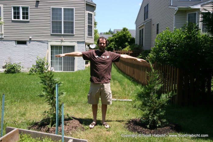 So I will remember how tall these trees were when I planted them.