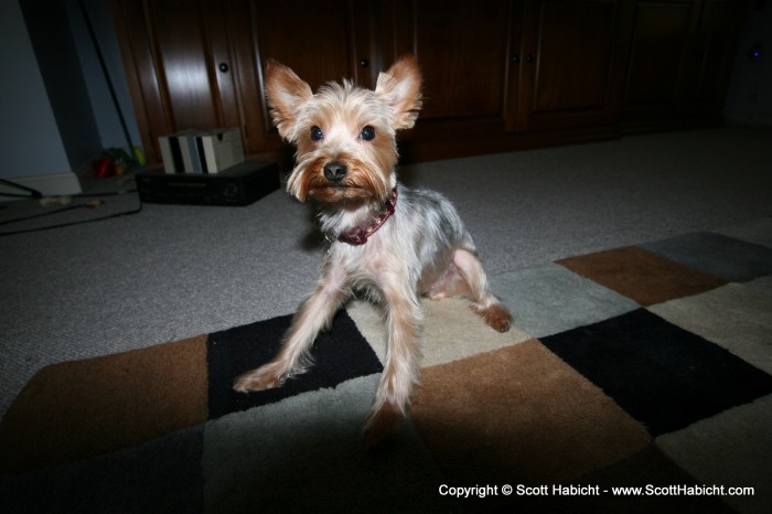 Riley gets a haircut.