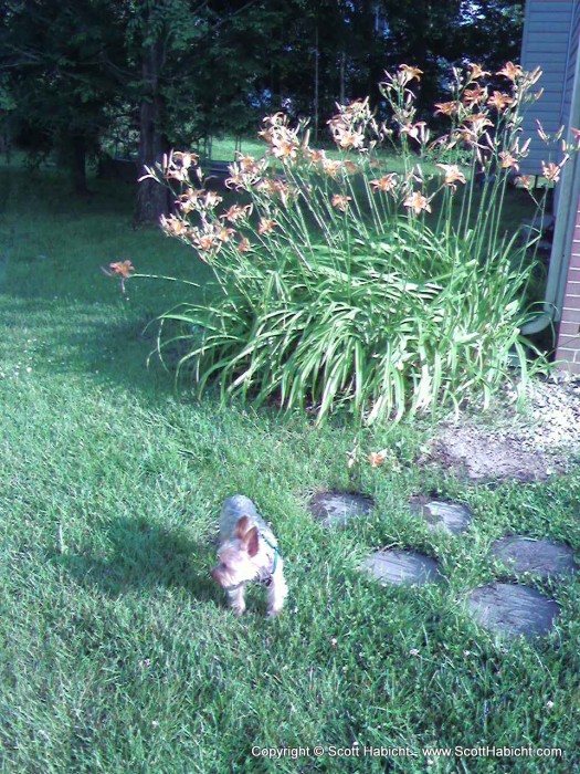 We try to get Riley and Mark to pee on the day lilies as often as possible to keep the deer away.