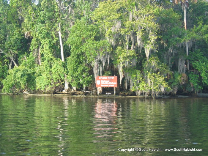 This is the only place where you can legally snorkel with manatee.