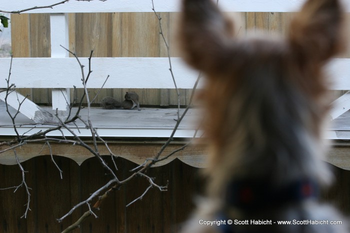 Riley keeps close watch on a squirrel.