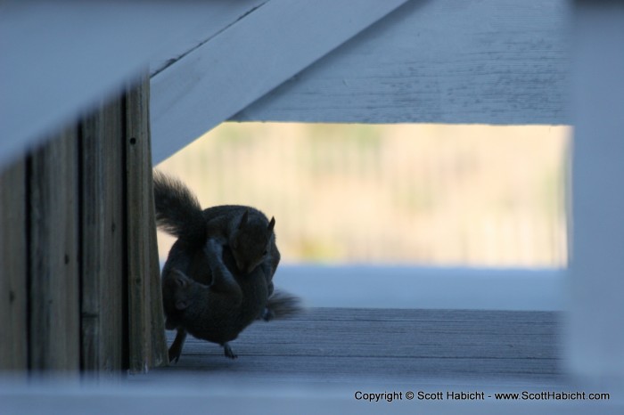 Then another squirrel showed up.....