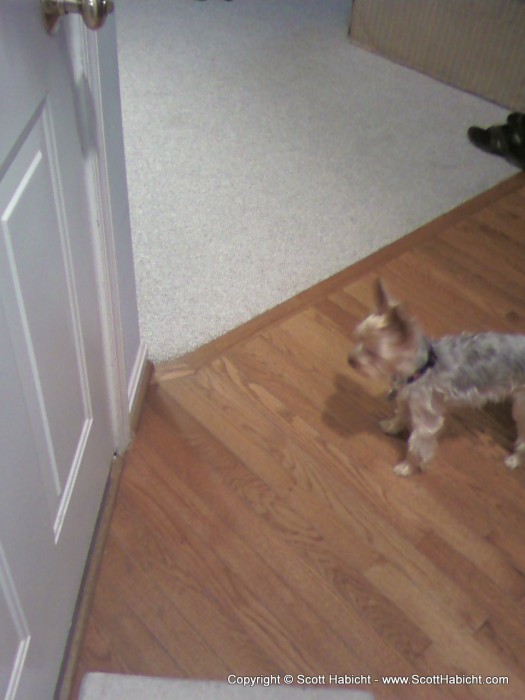 This is how Riley waits when he hears Kelli open the garage door.