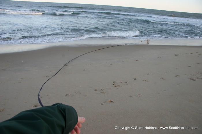 Riley, as always, loves to walk on the beach.