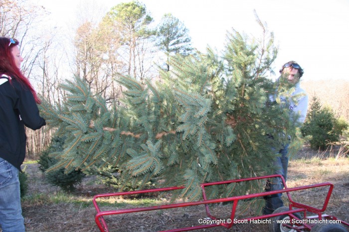 We loaded the tree onto the cart....