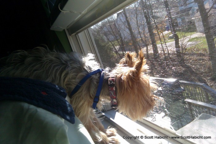 Riley likes to keep tabs on the critters in the backyard.