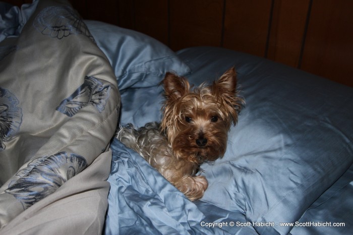 Riley has taken to the new beds quite well.