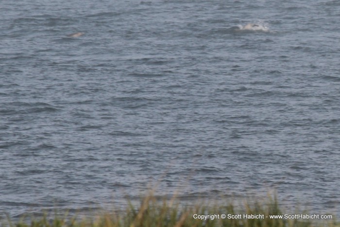 I was too slow to switch to the telephoto lens and get a great shot of the dolphins jumping out of the water.