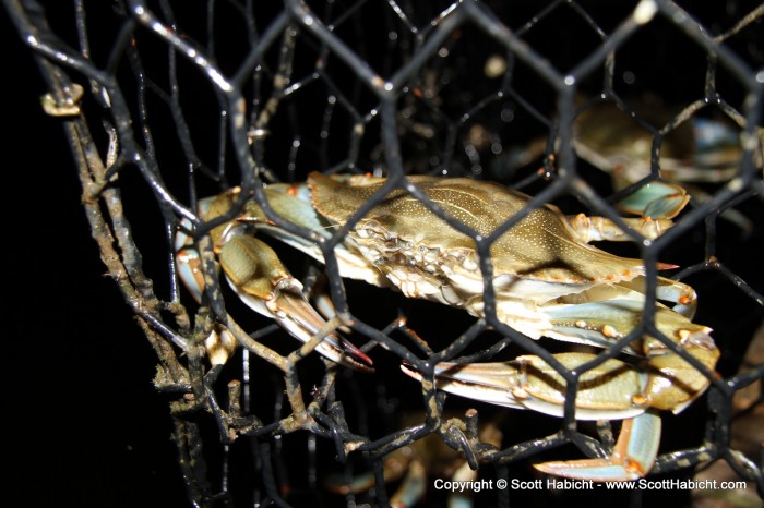 They had a crab pot in the canal, with dinner for the next day.