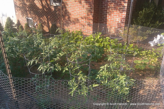 Summer started with a visit to my Brother's now flourishing garden.