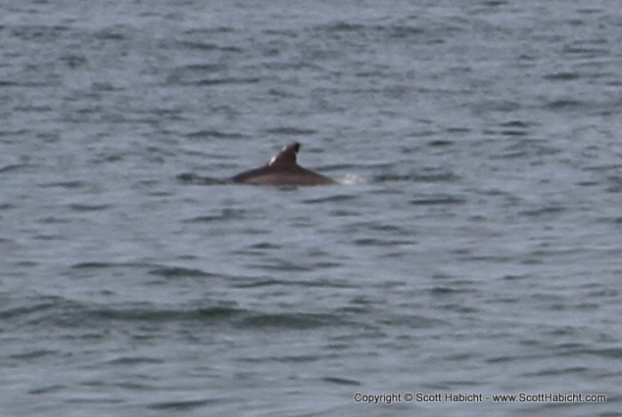 Dolphins are always fun for the kids to see....