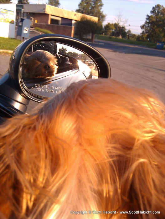 Riley loves car rides.