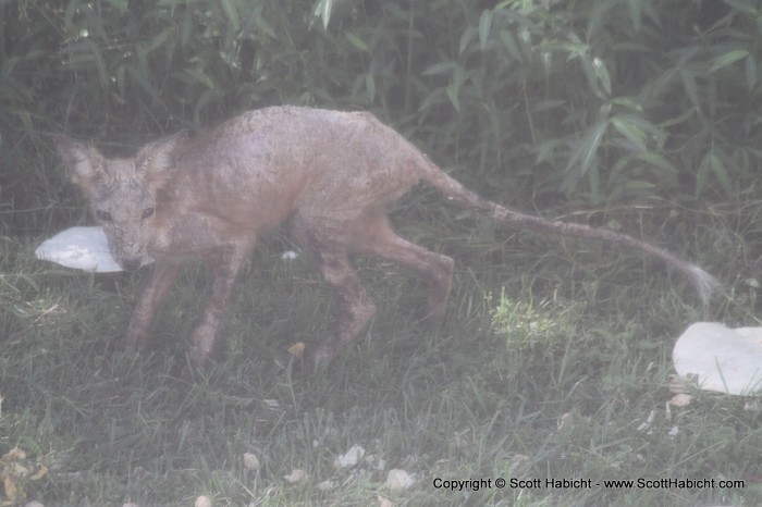 A fox was in our backyard one morning.....