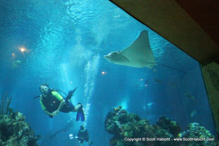 The spotted eagle ray had a wing span of about 5-6 feet.