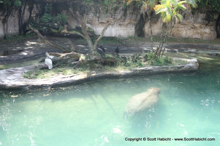 Swimming hippos......