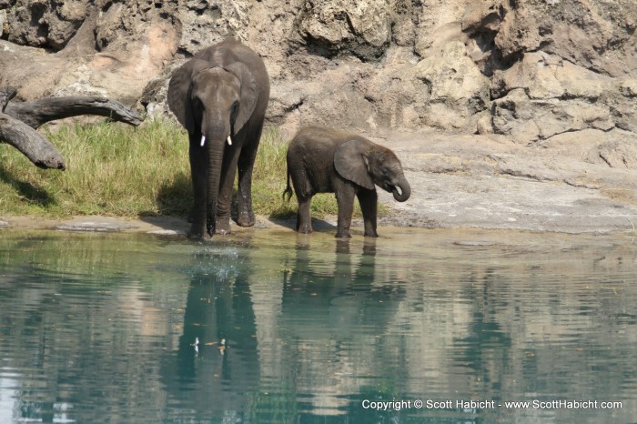 The baby elephant was also cool to see.