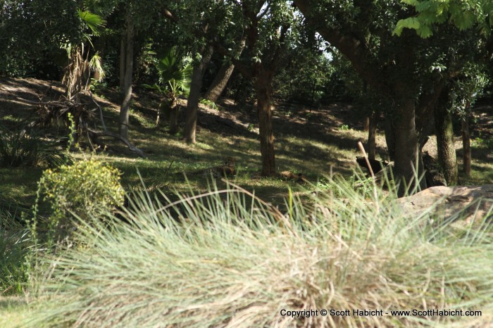 A few cheetas lying in the shade.