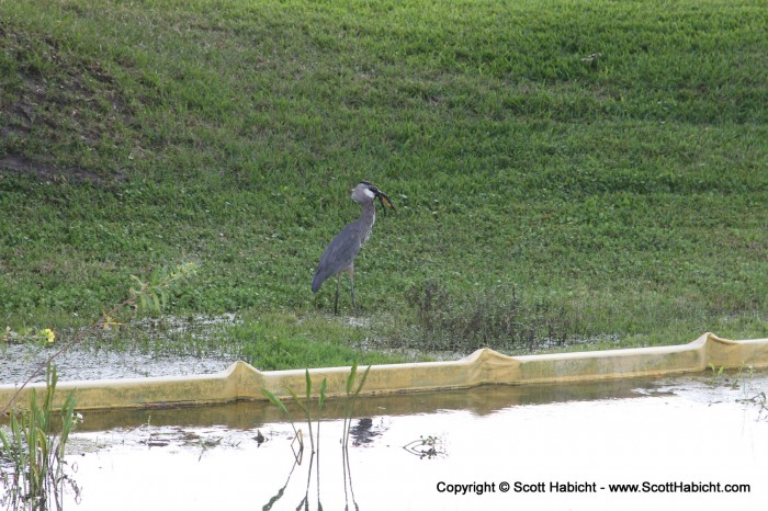 Check out the wild bird eating a frog.