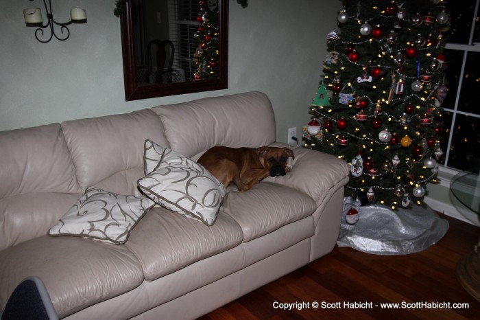 Zoey relaxed next to the tree...