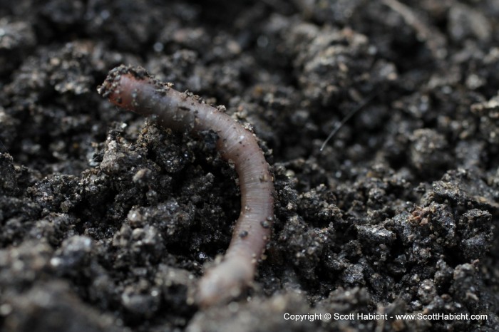 A worm Amber found...