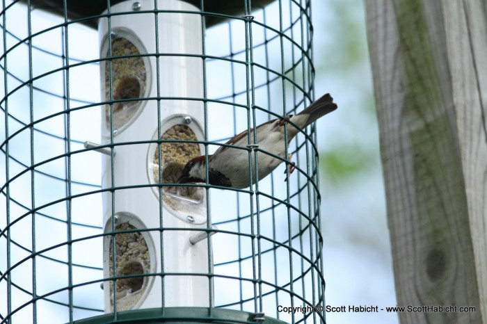 We get lots of birds at our feeder.