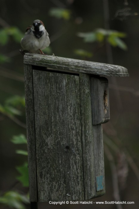 And we have a box that the sparrows have taken over.