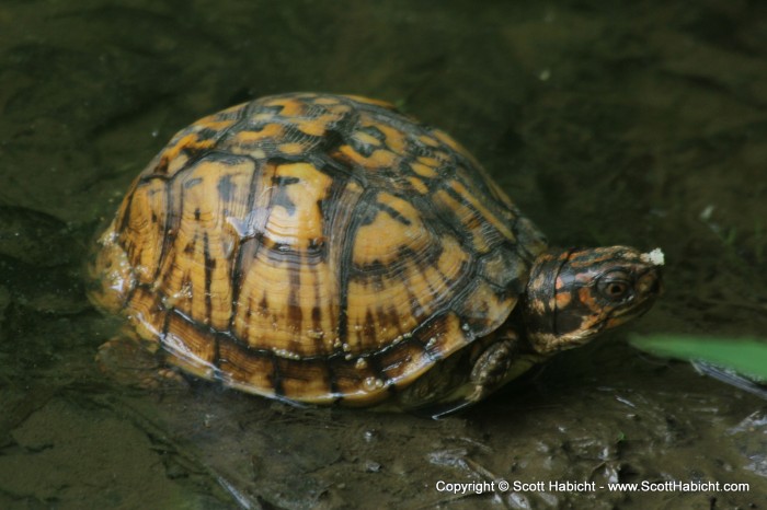 A turtle I found in my backyard.