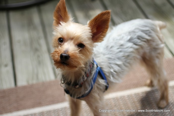 Riley and his fresh hair cut came along, too.